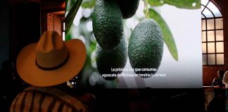 Empresa estadounidense comercializa aguacate libre de deforestación