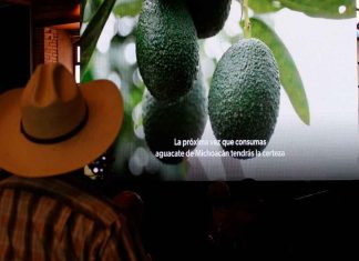 Empresa estadounidense comercializa aguacate libre de deforestación