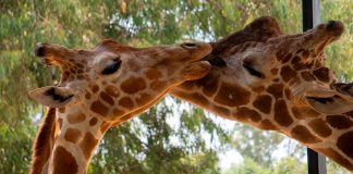 ¡Se llama Kawi! La jirafa bebé del Zoológico de Morelia