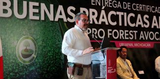Libre de deforestación el 70 % del aguacate michoacano exportado a EU: Secma