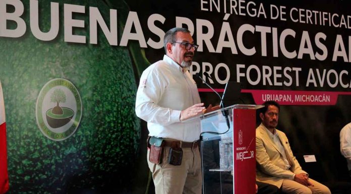 Libre de deforestación el 70 % del aguacate michoacano exportado a EU: Secma