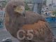 #VIDEO #VIRAL || Majestuosa aparición: águila real sorprende en plena Ciudad de México