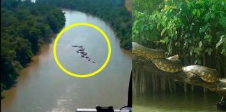 #Viral #VIDEO | Captan supuesta anaconda gigante en el Río Amazonas ¿Realidad o AI?