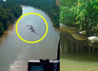 #Viral #VIDEO | Captan supuesta anaconda gigante en el Río Amazonas ¿Realidad o AI?
