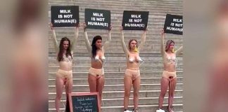 #Viral #VIDEO | Activistas anti-leche se manifiestan semidesnudas ¿Contra la leche materna o la de vaca? #Internacional