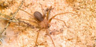 ¡Alerta en #México! Aumentan casos de picaduras de araña violinista en 2025