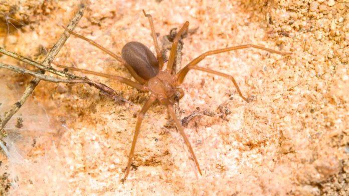 araña