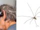 #VIDEO #Viral | ¡Terror en el oído! Mujer descubre que tenía una araña viva en su oreja