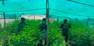 SSP detiene a hombre en plantío de mariguana y destruye campamento clandestino