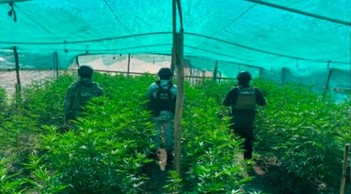 SSP detiene a hombre en plantío de mariguana y destruye campamento clandestino