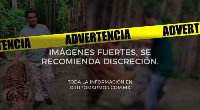 #VIDEO #ImágenesFuertes | Joven sufre feroz ataque tras acercarse a un tigre para tomarse una selfie #Internacional