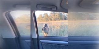 #VIDEO || El ave zen que desafía la lógica y la mecánica