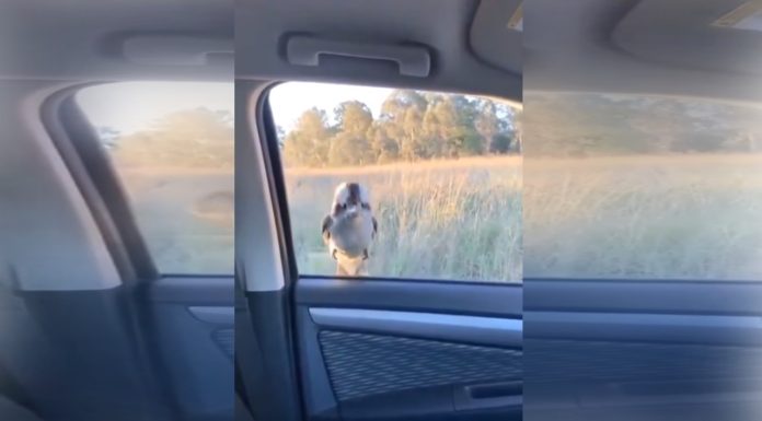 #VIDEO || El ave zen que desafía la lógica y la mecánica