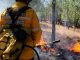 Brigadistas combaten incendios forestales activos en Michoacán: Cofom
