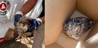 #EnMéxico: “Confunden” a búho con “una bruja” y lo agreden; Profepa ya atiende el caso