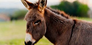 Maltrato animal en #Morelia; burro fue explotado durante un año, su dueño enfrenta proceso legal