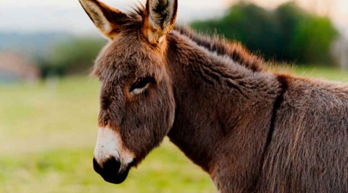 Maltrato animal en #Morelia; burro fue explotado durante un año, su dueño enfrenta proceso legal