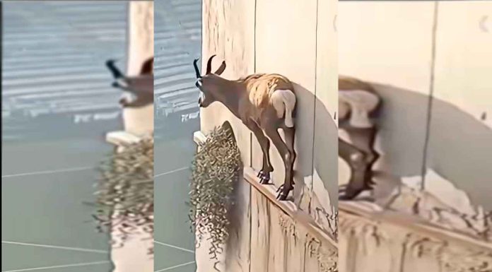 #VIDEO || ¿Una cabra en la cornisa o una ilusión creada por IA?