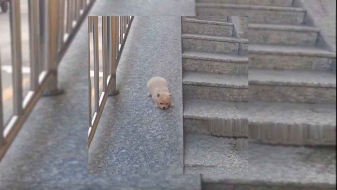 cachorrito-resbalado