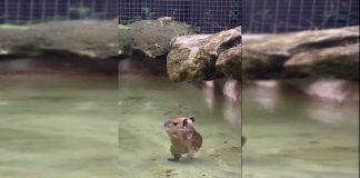 #VIDEO || El capibara más relajado del mundo conquista las redes caminando sobre el agua