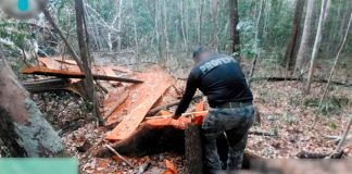 Profepa realiza operativo forestal en la Reserva de la Biosfera de Calakmul y aseguran armas a cazadores