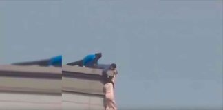 #VIDEO || Valiente rescate evita tragedia en Seúl: joven es salvada justo antes de saltar desde un piso 20