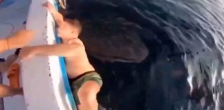 #VIDEO || ¡Se aferra y nada por su vida… de un tiburón semi-vegetariano! 🦈🥬