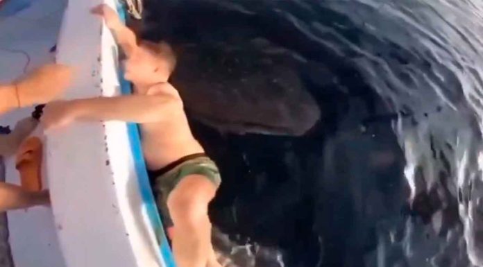 #VIDEO || ¡Se aferra y nada por su vida… de un tiburón semi-vegetariano! 🦈🥬