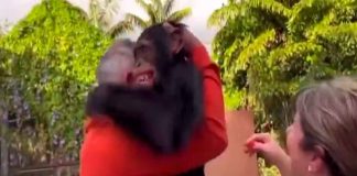 #VIDEO || Chimpancé deprimido se reencuentra con su antigua familia humana y protagoniza un emotivo momento