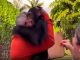 #VIDEO || Chimpancé deprimido se reencuentra con su antigua familia humana y protagoniza un emotivo momento