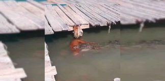 #VIDEO || Impactante avistamiento en Tulum: cocodrilo con presunta presa canina
