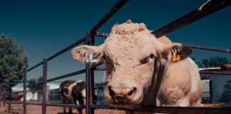 Trazabilidad del ganado, oportunidad de crecimiento para el campo michoacano: Sader