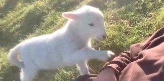 #VIDEO || Ternura con exigencias: el cordero que no acepta un “ya basta”