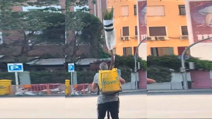 delivery-con-palmera