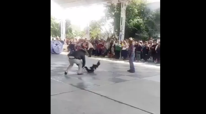 #VIDEO | Hacen exhibición de pelea de gallos en primaria de #México y causa indignación