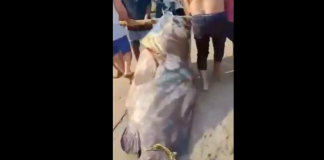 #VIDEO | Pescan en #México enorme pez de casi 300 kilos