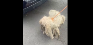 #VIDEO || Rescatan a “Soñador”, perro abandonado por años en una azotea de CDMX