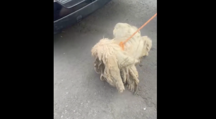 #VIDEO || Rescatan a “Soñador”, perro abandonado por años en una azotea de CDMX