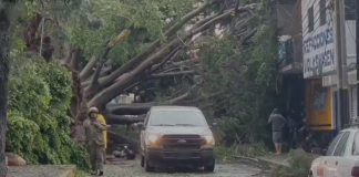 #VIDEO | Repartidor motociclista muere aplastado por un enorme árbol en Zamora