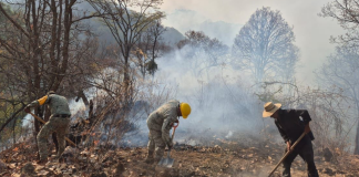 Brigadas forestales apagan 3 incendios en Hidalgo y Ocampo: Cofom