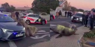 #Viral #VIDEO | Elefante marino fue captado en las calles de un vecindario, aparentemente avanzó un kilómetro fuera del agua #Internacional