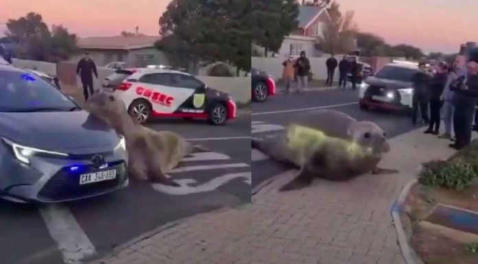 #Viral #VIDEO | Elefante marino fue captado en las calles de un vecindario, aparentemente avanzó un kilómetro fuera del agua #Internacional