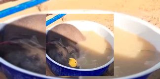 #VIDEO || Un baño lleno de ternura se vuelve viral