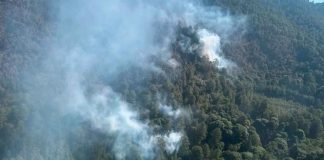 Incendio en el Santuario de la Mariposa Monarca en Senguio controlado al 95%: COFOM