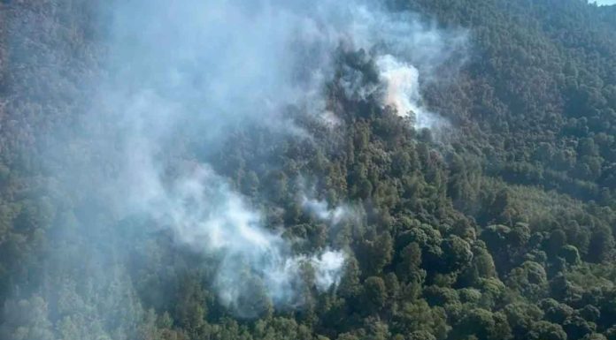Incendio en el Santuario de la Mariposa Monarca en Senguio controlado al 95%: COFOM