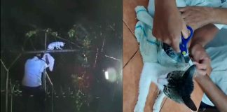 #Viral #VIDEO | ¡NarcoGato en acción! Usaban a un felino para meter droga a prisión en Costa Rica