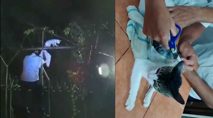 #Viral #VIDEO | ¡NarcoGato en acción! Usaban a un felino para meter droga a prisión en Costa Rica