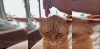 #VIDEO || El gatito más relajado del mundo (y sí, todos queremos ser él)