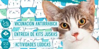 IMPA invita a su feria de adopción exclusiva de gatos