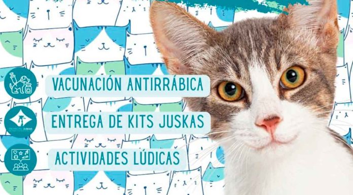 IMPA invita a su feria de adopción exclusiva de gatos